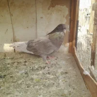 کفتر|پرنده|شهریار, بکه|دیوار