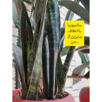 انواع گل باقیمت اقتصادی|گل و گیاه طبیعی|چابهار, |دیوار