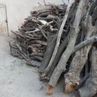 فروش چوب خشک درخت|خدمات باغبانی و درختکاری|شهریار, رزکان|دیوار