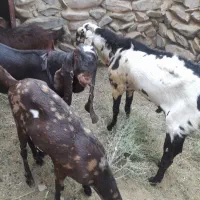 سبزه عکس دوم|گل و گیاه طبیعی|سراوان, |دیوار