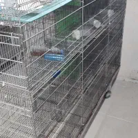 قفس پران|لوازم جانبی حیوانات|سرپل ذهاب, |دیوار