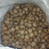 گردو تازه امسال
