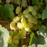انگور برای دوشاب