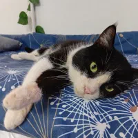 واگذاری گربه