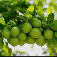 نهال گوجه سبز شهریاری|خدمات باغبانی و درختکاری|جهرم, |دیوار