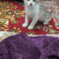 واگزاری گربه