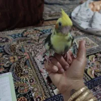 عروس هلندی نر