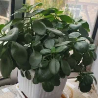 گل‌های طبیعی سرحال وشاداب