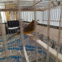 قناری دستی|پرنده|برازجان, |دیوار