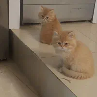 گربه ماده اسکاتیش