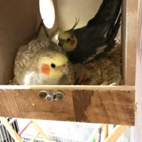 جفت مولد عروس هلندی با ۵جوجه|پرنده|تهران, ستارخان|دیوار