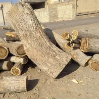 چوب|خدمات باغبانی و درختکاری|کاشان, راوند|دیوار