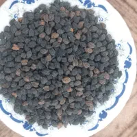 نخود سیاه و قرمز و بزرک(زرح) و لپه نخودقرمز.سیاه