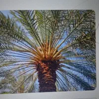 سلام درخت گراز هستم