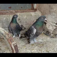 ترکیه و فیلی قره پاپر و ساری قچله