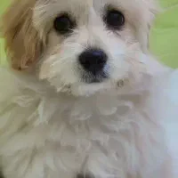 شیتزو|سگ|اسلام‌شهر, شهرک امام حسین (میان آباد)|دیوار