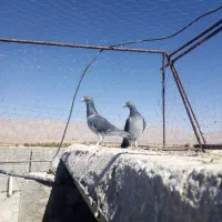 کبوتر|پرنده|سروستان, |دیوار