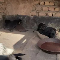 ۷عدد توله هاسکی با مادر فروشی|سگ|تهران, علم و صنعت|دیوار