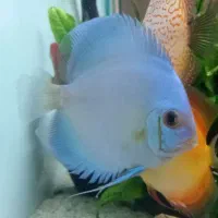 انواع دیسکس در نژادهای مختلف و گریدبالا و های بادی|ماهی|اصفهان, برازنده|دیوار