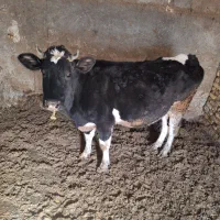 گاو به همراه گوساله