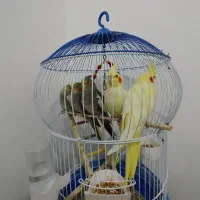 عروس هلندی دو تا 4ماهه|پرنده|رشت, نخودچر|دیوار