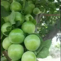 نهال مثمر و غیر مثمر|حراج|آزادشهر, |دیوار