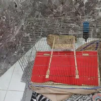 قفس پرنده حمیدیان جمهوری ۱