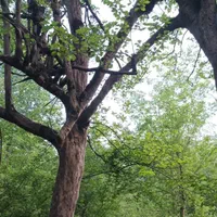 چوب ساختمانی یاباغی