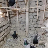 چهار‌تا‌کفترنرهمشا‌دانه‌4500000
