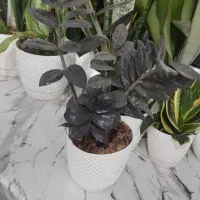 گل زاموفیلیا|گل و گیاه طبیعی|خشکبیجار, |دیوار