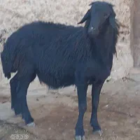 بره گوچ دو دندون|حیوانات مزرعه|نمین, |دیوار