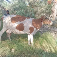 سلام گاو منت بلیارد خارجی