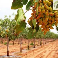 نیازمند کارگر اتباع جهت پهن کردن ریگ