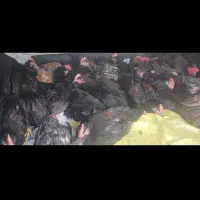 جوجه خروس محلی