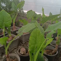 همکاری با نصفه کار گیاهان آپارتمانی در گلخانه|استخدام صنعتی، فنی، مهندسی|تهران, میدان میوه و تره‌بار مرکزی|دیوار