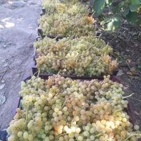 انگور درجه ۱، حبه درشت،  صادراتی