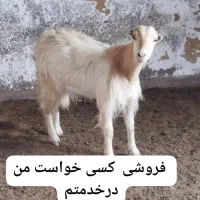 ماده