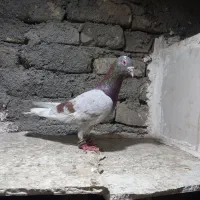 کفتر عقون آلمانی،کله،سینه وغره سینه