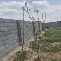 زمین گنبدواز،توس ،بهشت رضوان، شاهنامه