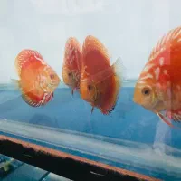 دیسکس|ماهی|فردیس, شهرک ۱۱۰|دیوار