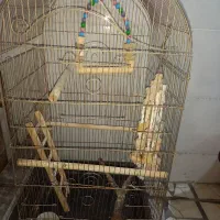 فروش‌قفس‌پرنده