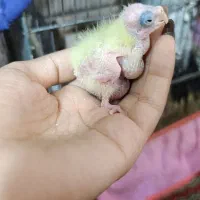 جوجه سرلاکی|پرنده|خرمشهر, |دیوار