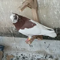 کبوتر|حیوانات|شیراز, شهرک کوشکک|دیوار