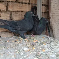 کفتر کاشونی