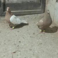 یک جفت سینه زرد|پرنده|شیروان (خراسان), |دیوار