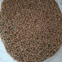 نوک (نخود  ترکیه )|خوردنی و آشامیدنی|پیرانشهر, |دیوار