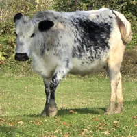 دورگ بی شاخ ۸ ماه شکم *جوان|حیوانات مزرعه|رشت, بازار|دیوار