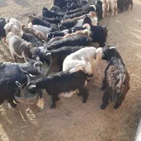 بزغاله نر حیوانات پرواربندی