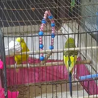 مرغ عشق مولد