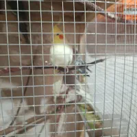 ۱۰عدد عروس هلندی ۲عدد مرغ مینا و ۳عدد فنچ|پرنده|بوکان, |دیوار